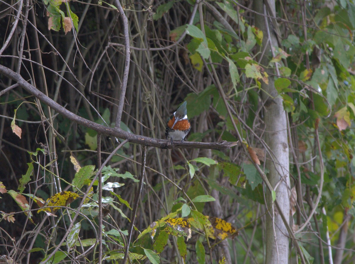 Amazon Kingfisher - ML638678657