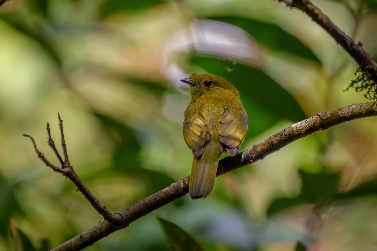 Helmeted Manakin - ML638678660