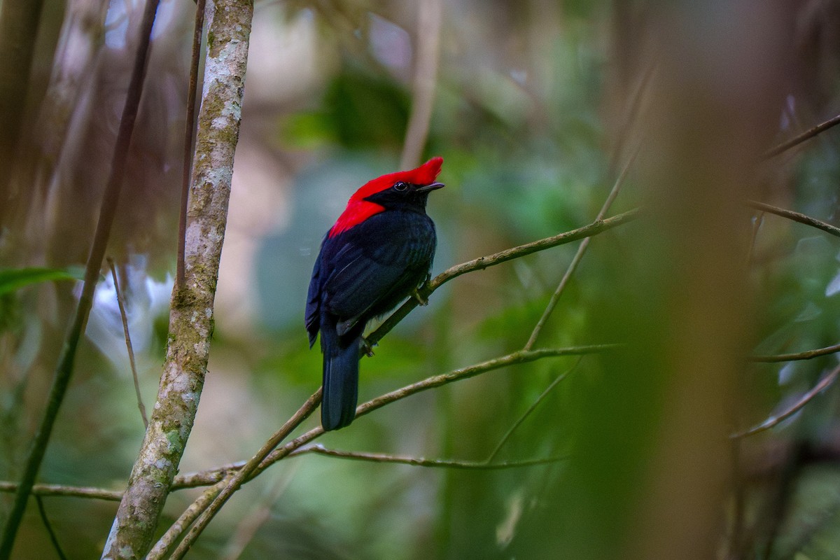 Helmeted Manakin - ML638678661