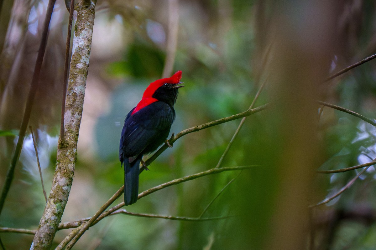 Helmeted Manakin - ML638678662