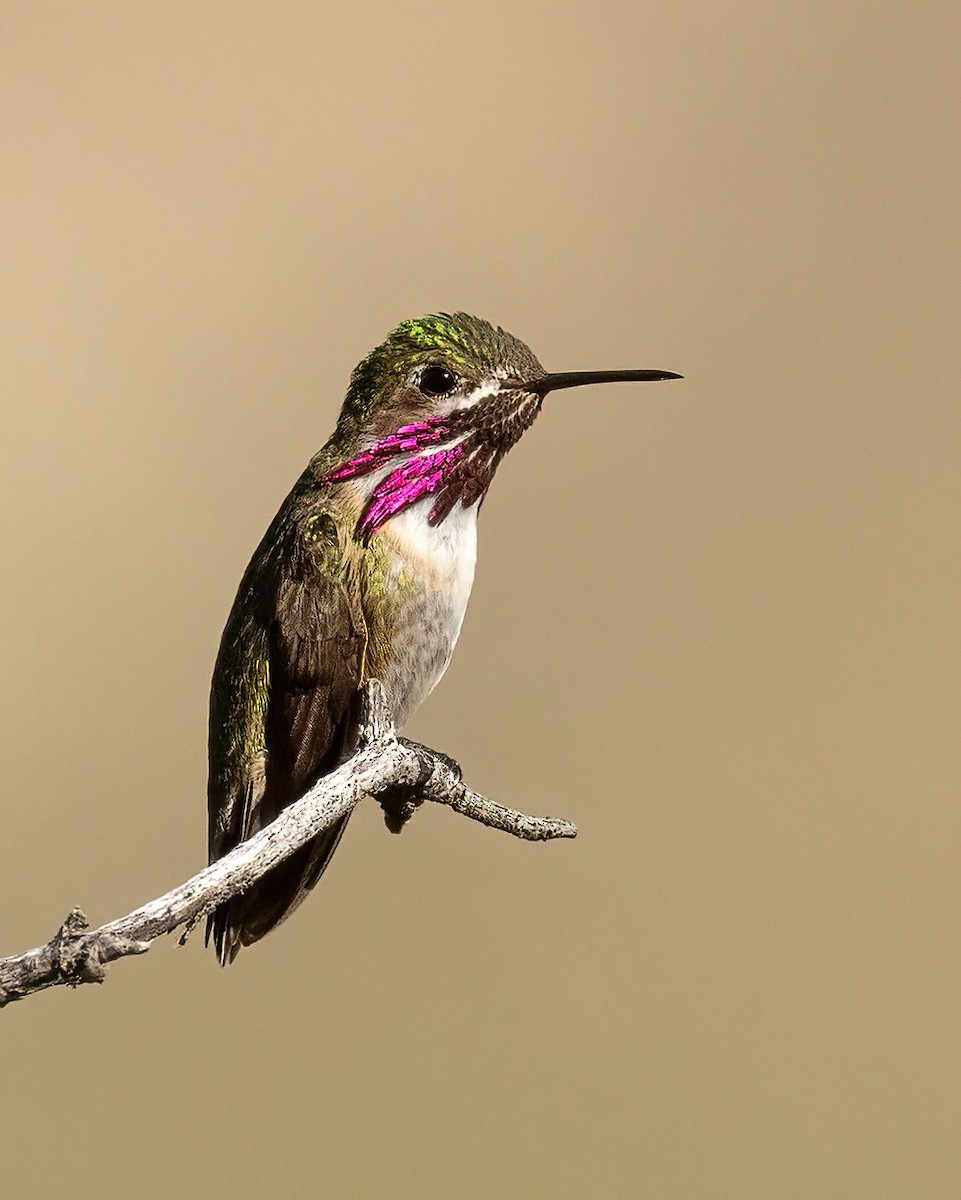Colibri calliope - ML638678665