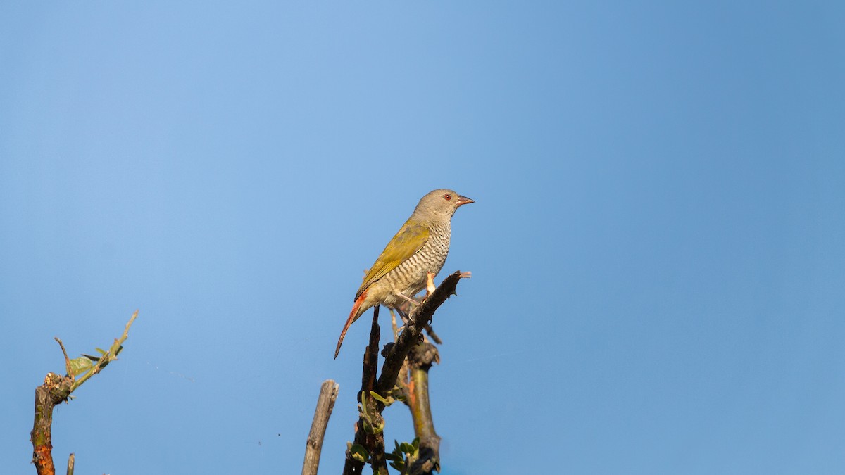Green-winged Pytilia - ML638678695