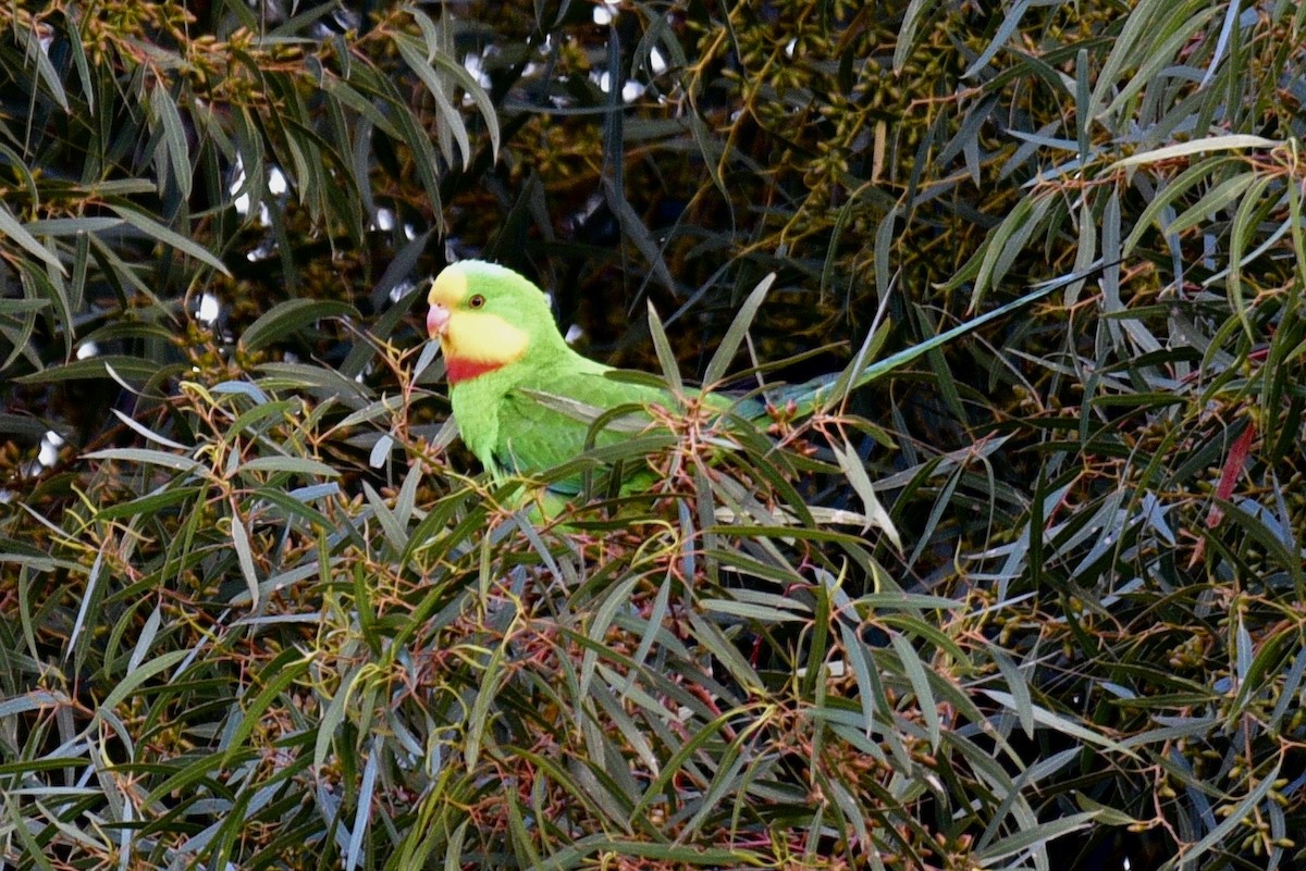Superb Parrot - ML638678722