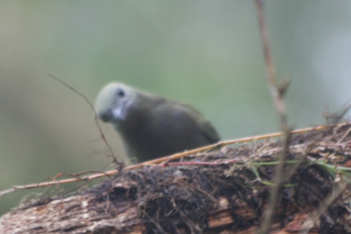 Palm Tanager - ML638678727