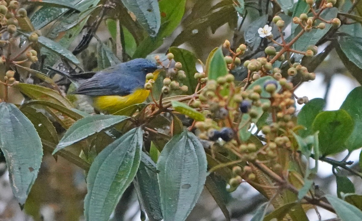 Tropical Parula - ML638678742