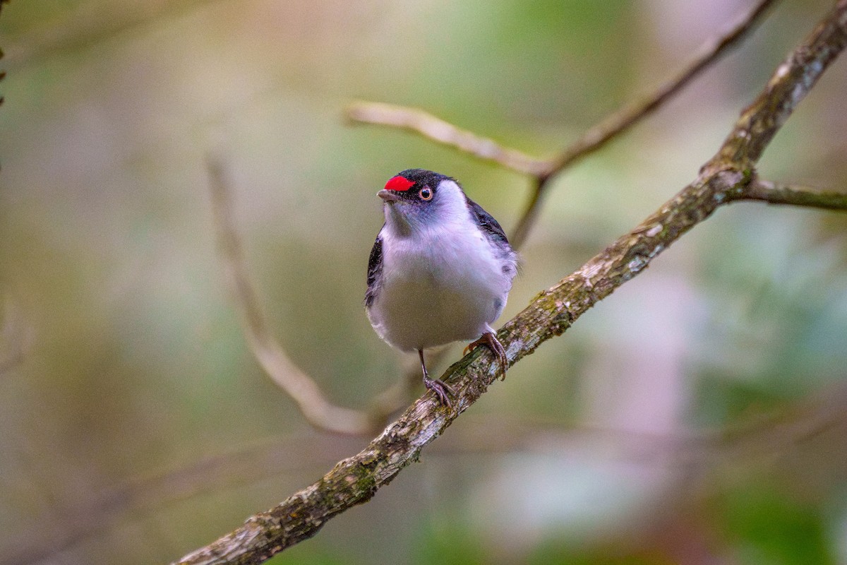 Pin-tailed Manakin - ML638678748