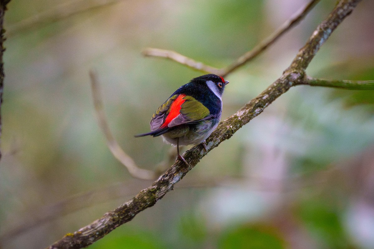 Pin-tailed Manakin - ML638678749