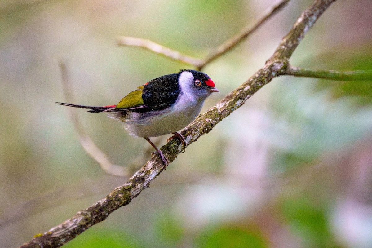 Pin-tailed Manakin - ML638678750