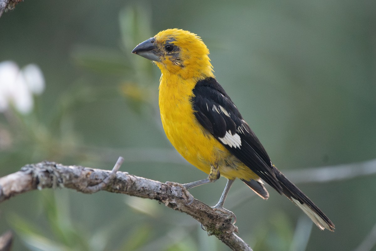 Golden Grosbeak - ML638678755