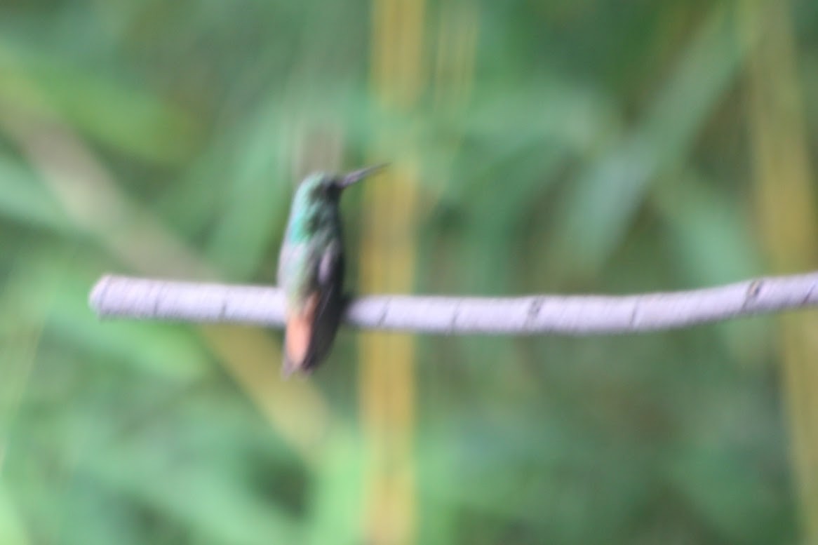 Rufous-tailed Hummingbird - ML638678759