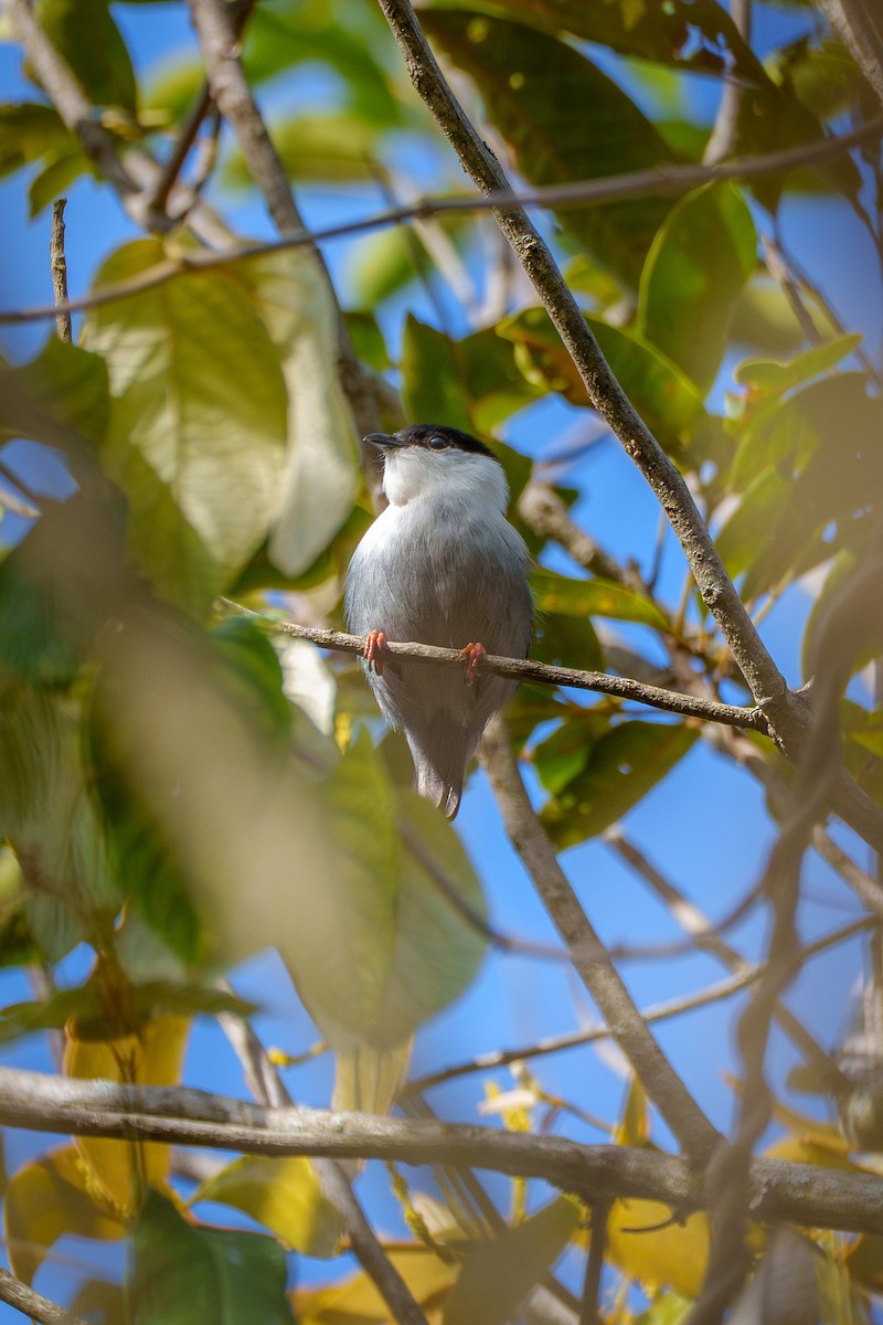 White-bearded Manakin - ML638678774