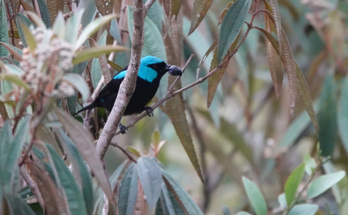 Scarlet-thighed Dacnis - ML638678814