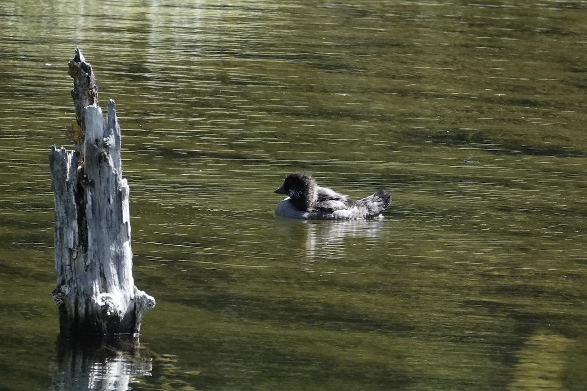 Barrow's Goldeneye - ML638678836