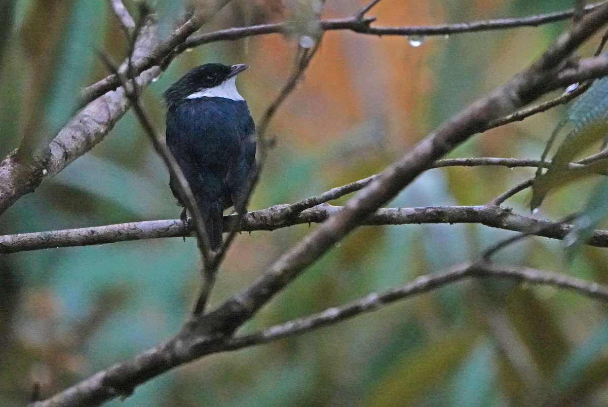 White-ruffed Manakin - ML638678905
