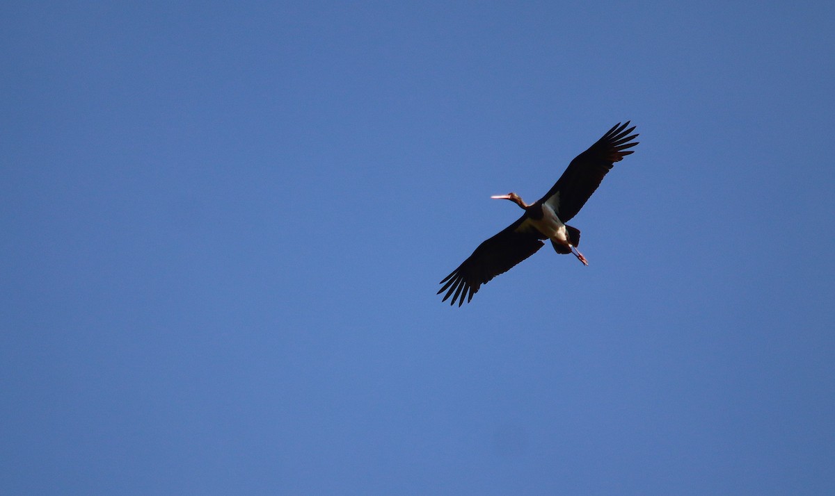 黑鸛 - ML638678908