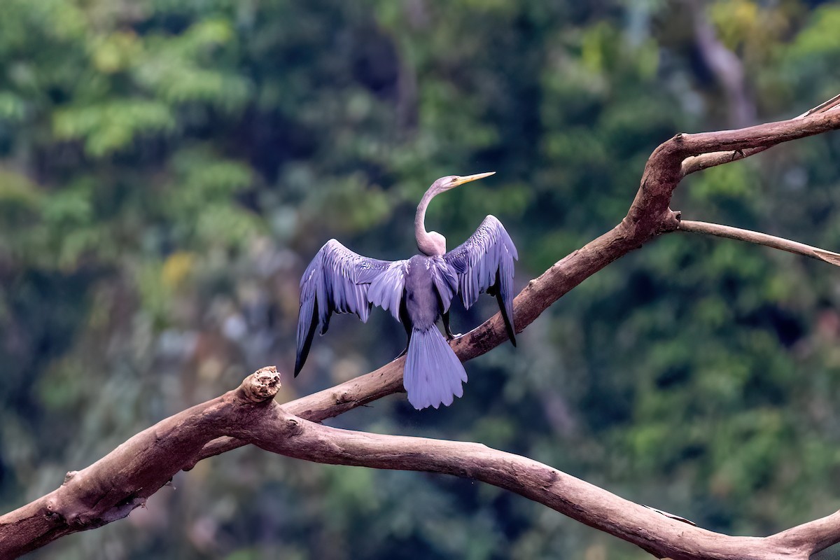 Anhinga roux - ML638678947