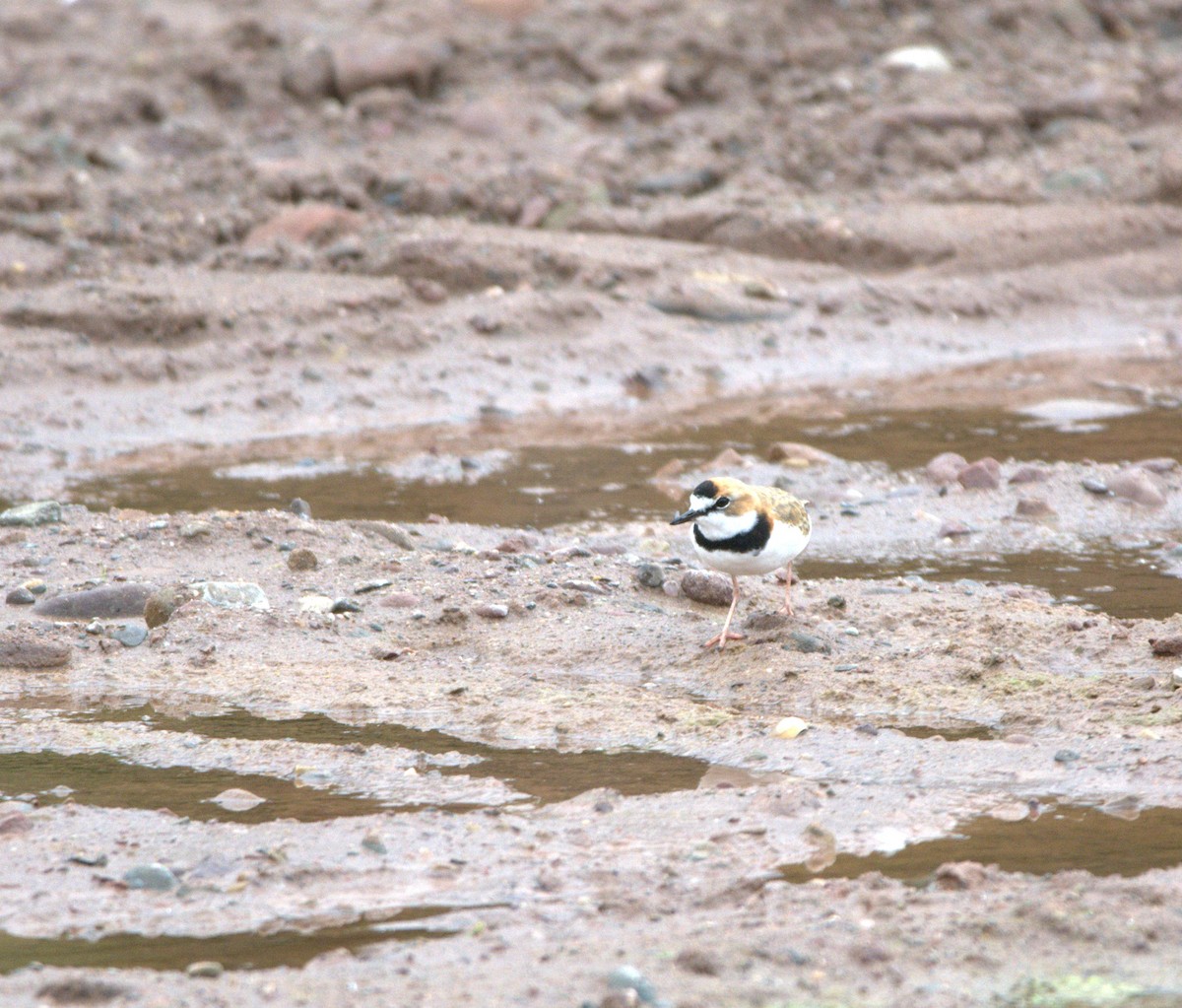 Collared Plover - ML638678961