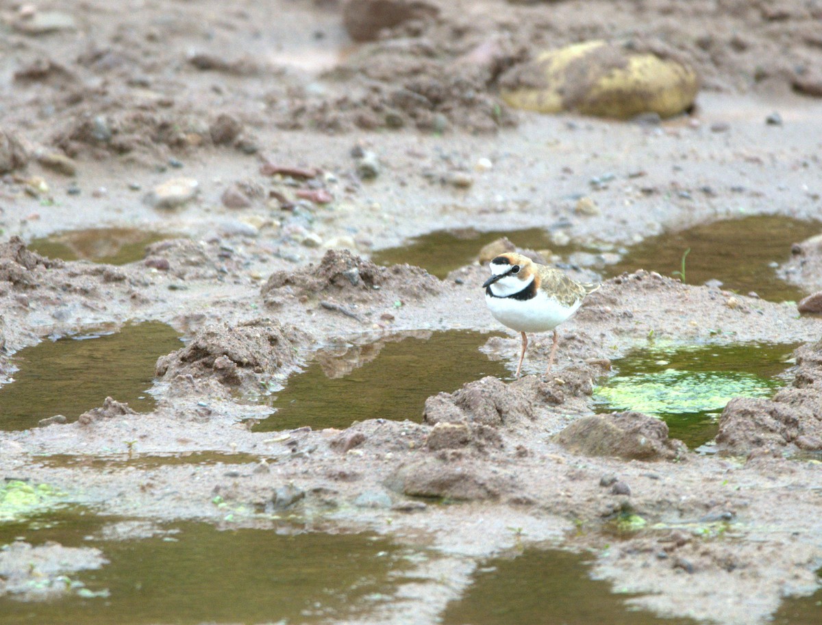 Collared Plover - ML638678977