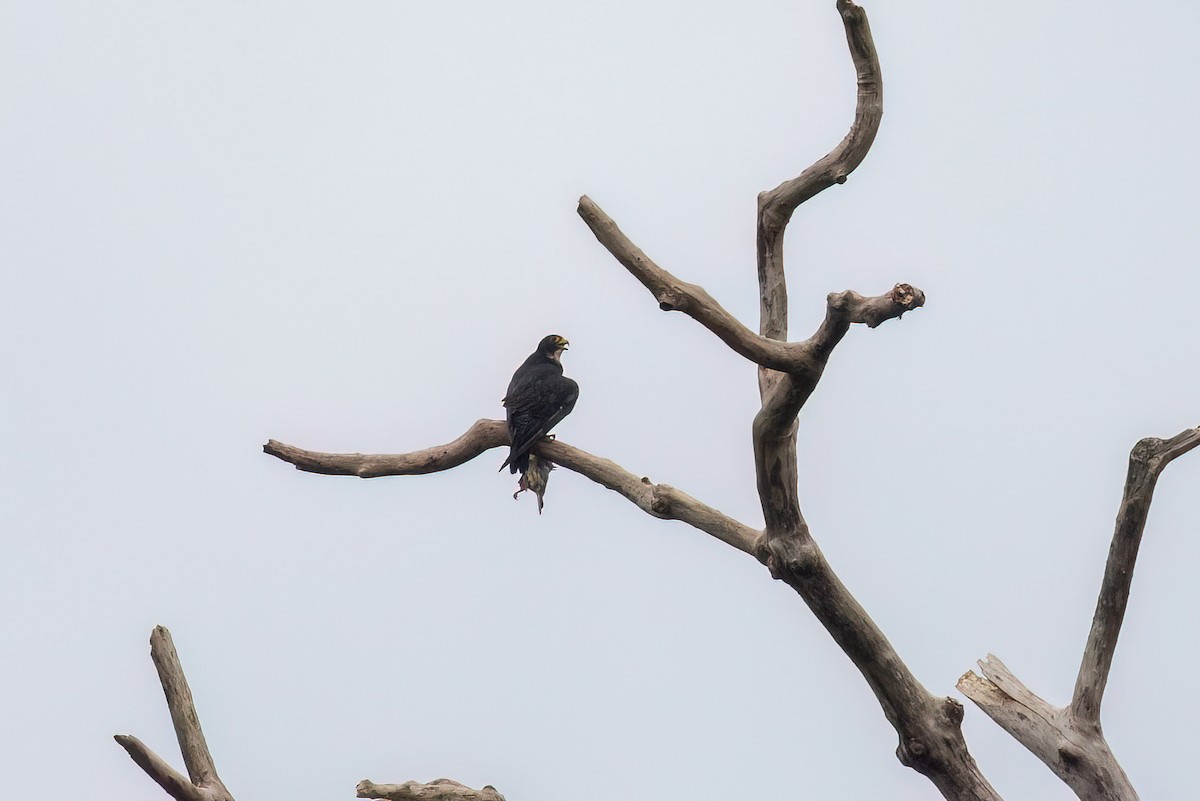 Faucon pèlerin (ernesti/nesiotes) - ML638678984