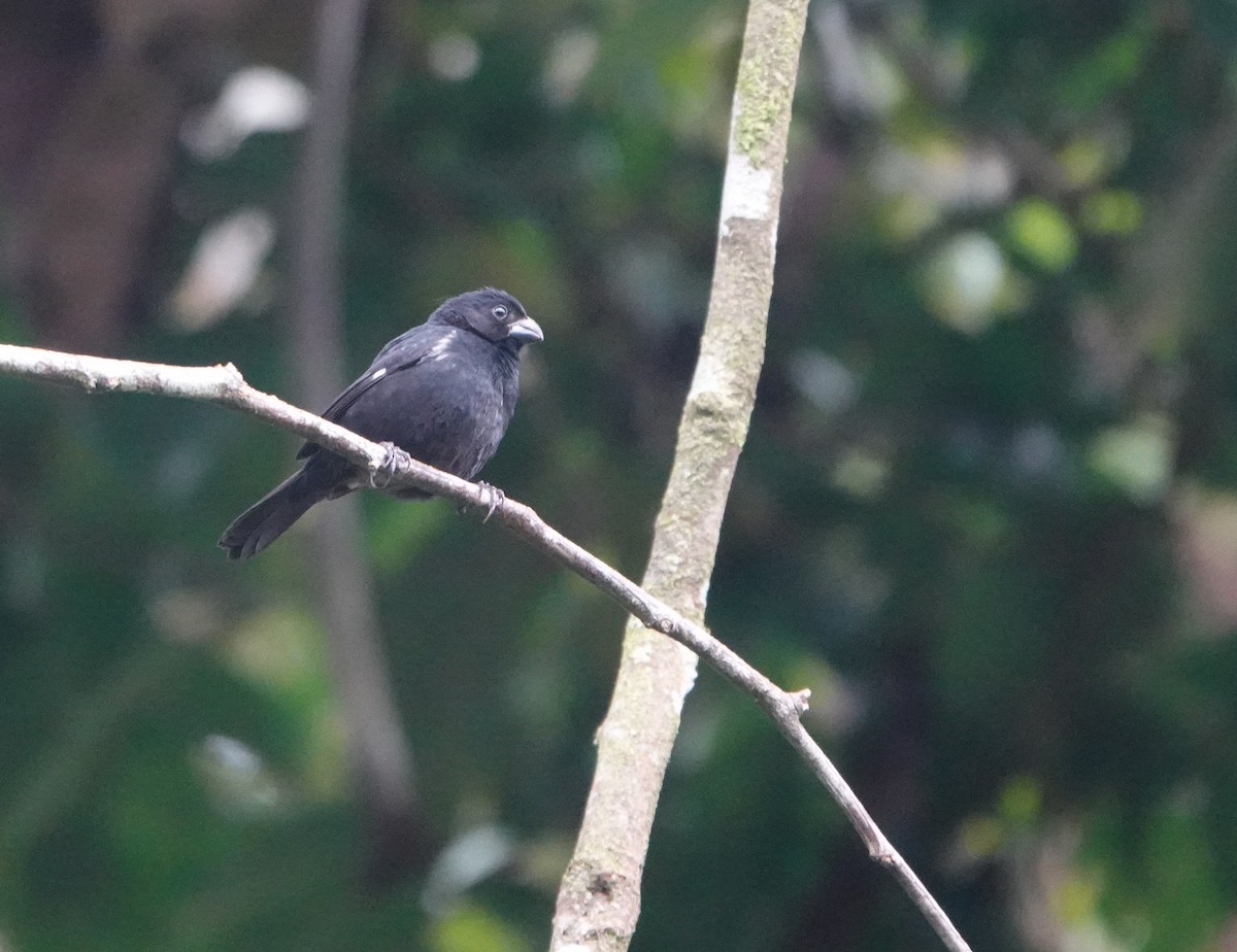 Variable Seedeater - ML638678996