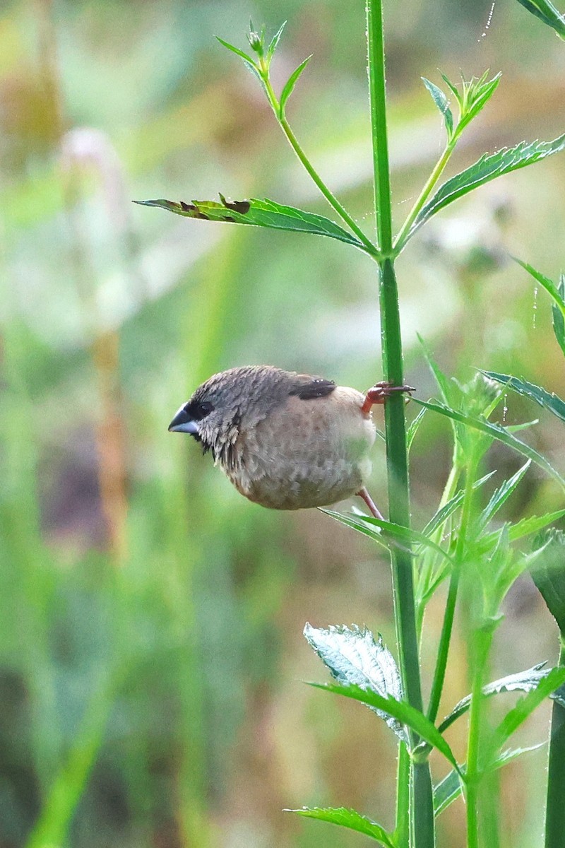 Madagascar Munia - ML638679016