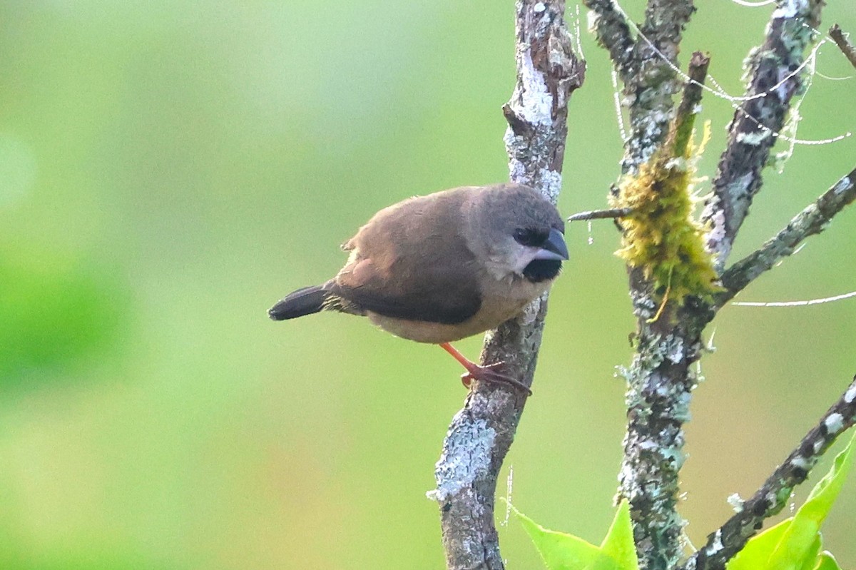 Madagascar Munia - ML638679017