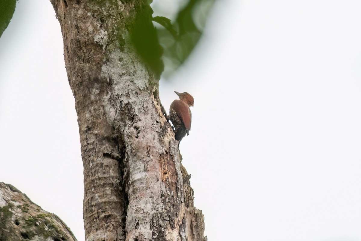 Banded Woodpecker - ML638679040