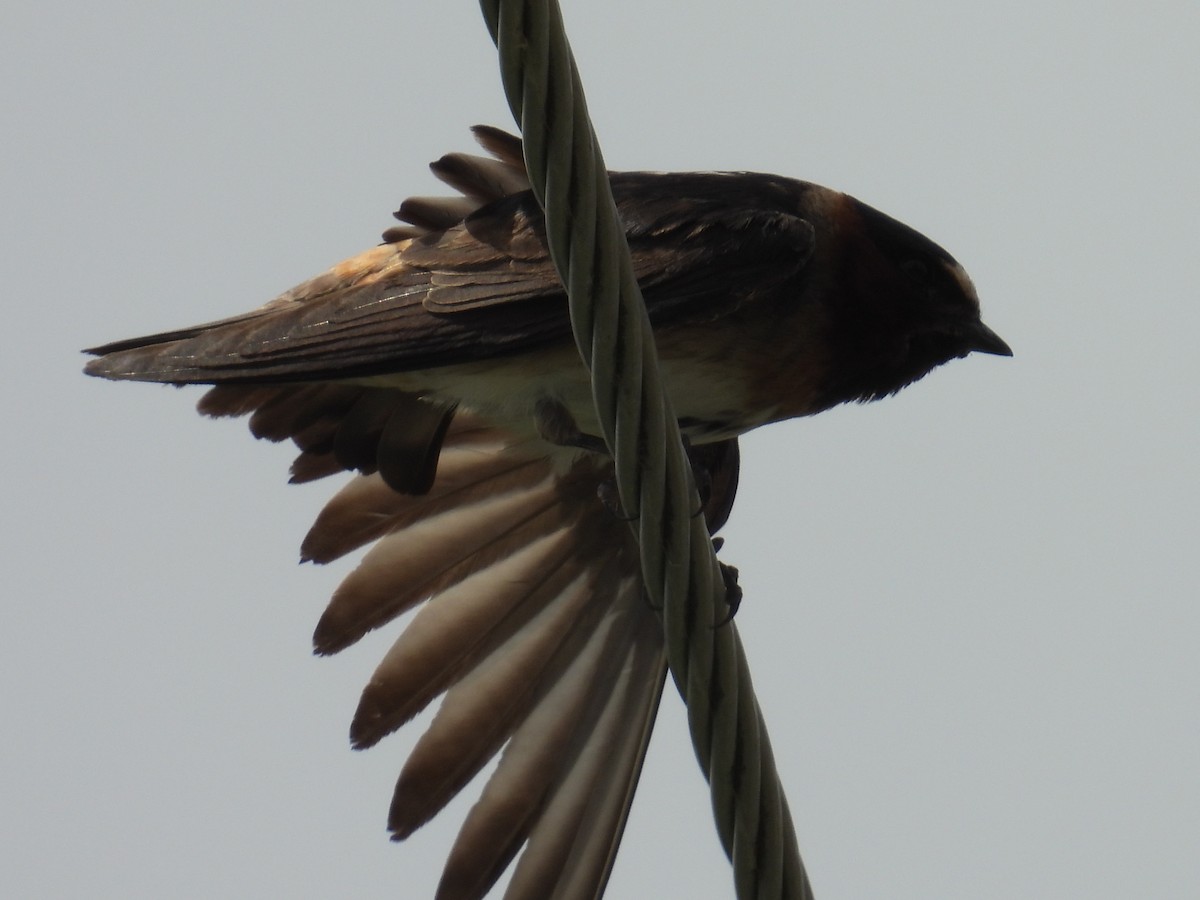 Cliff Swallow - ML638679063