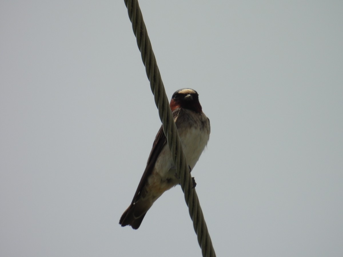 Cliff Swallow - ML638679064