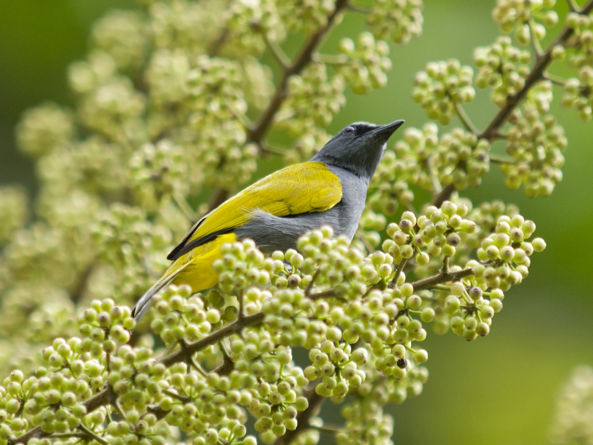 Gray-bellied Bulbul - ML638679125