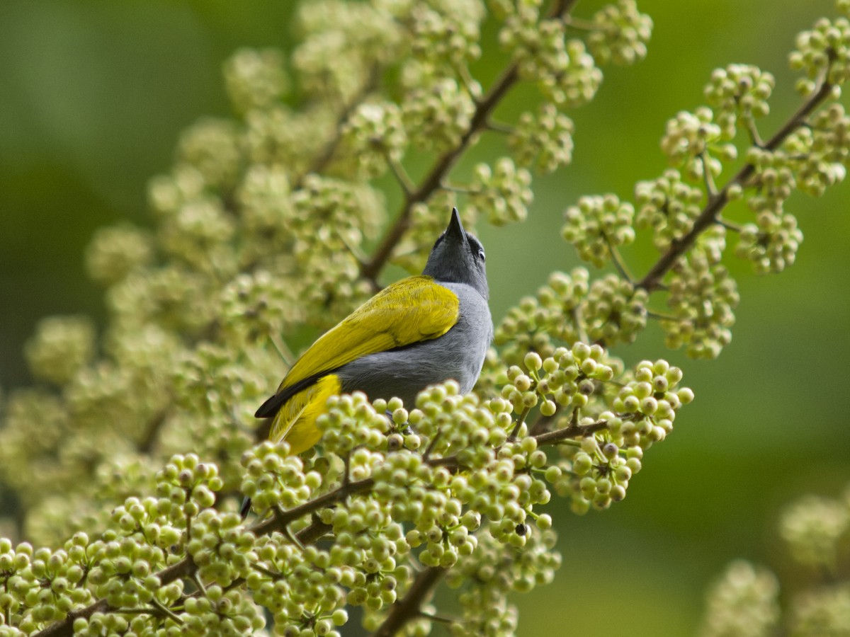 Gray-bellied Bulbul - ML638679126