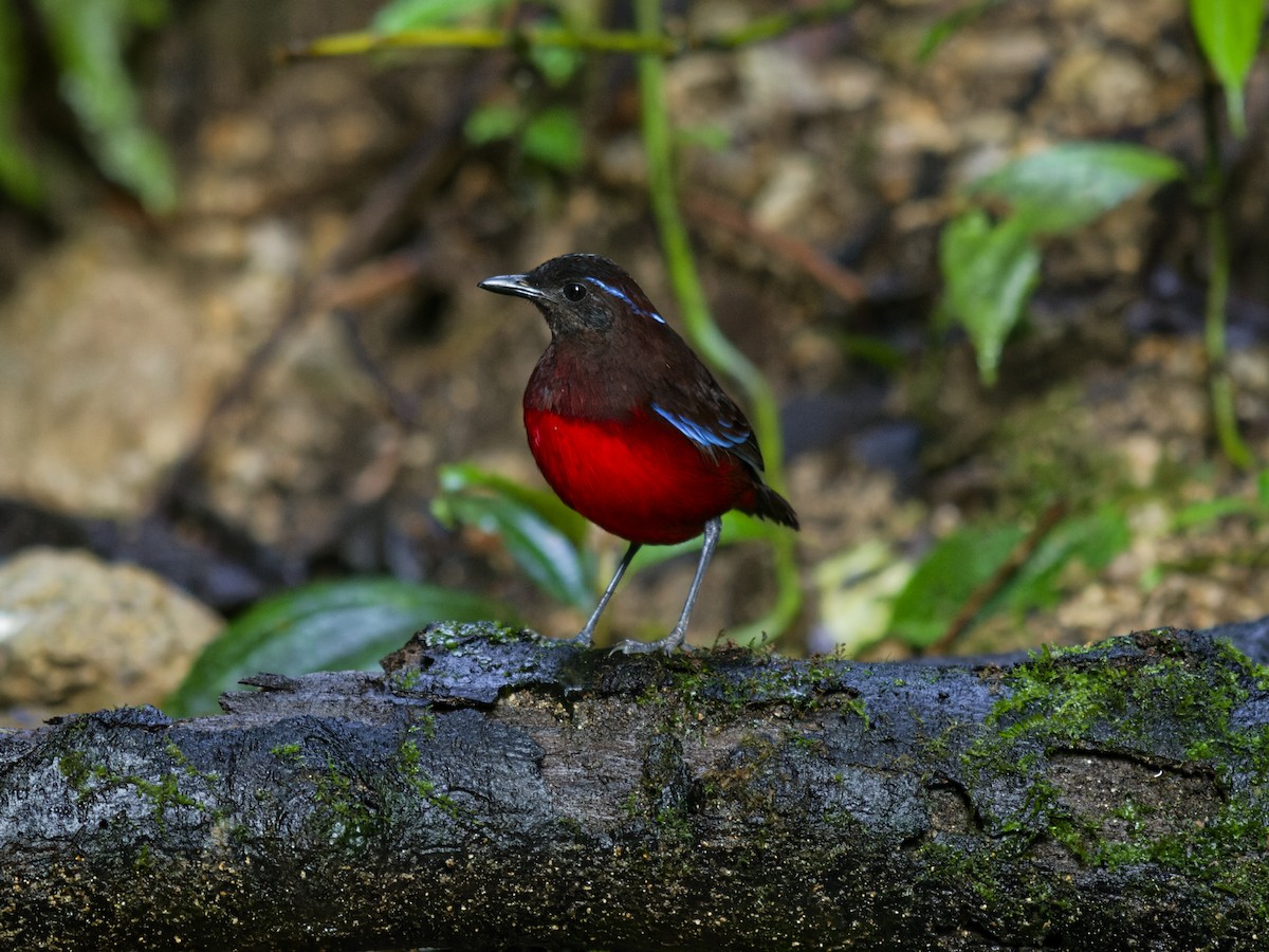 Graceful Pitta - ML638679136