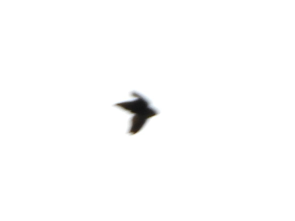 Chimney Swift - ML638679163