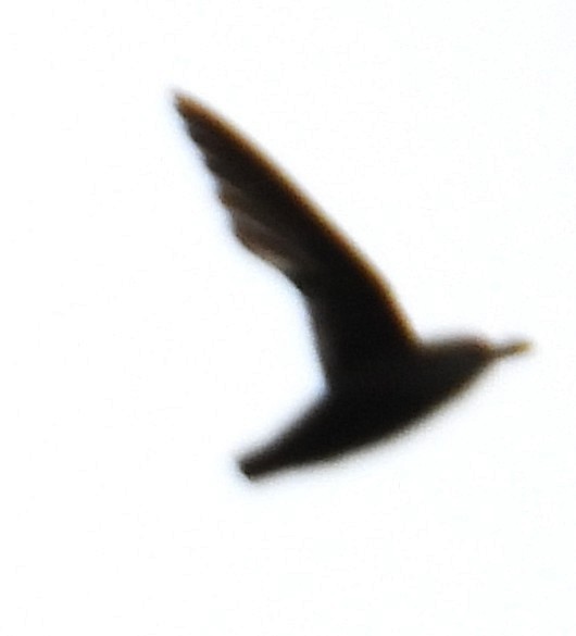Chimney Swift - ML638679165
