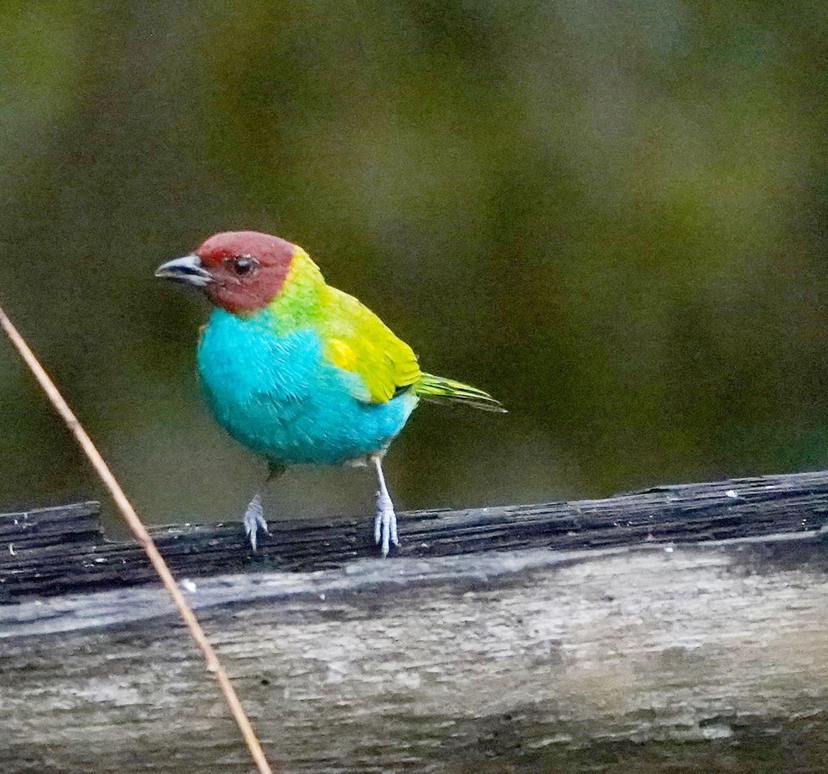 Bay-headed Tanager - ML638679190