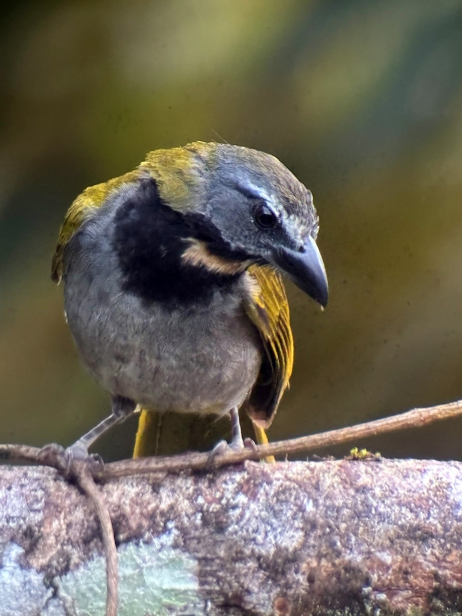 Buff-throated Saltator - ML638679212