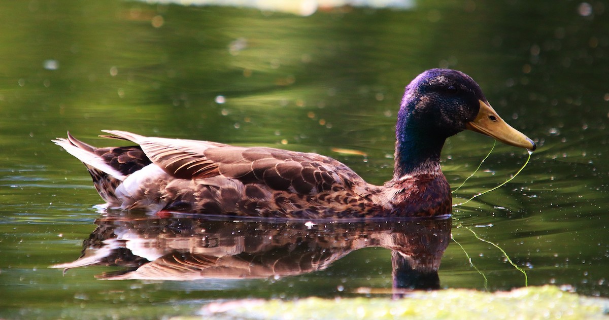 Mallard - ML638679213
