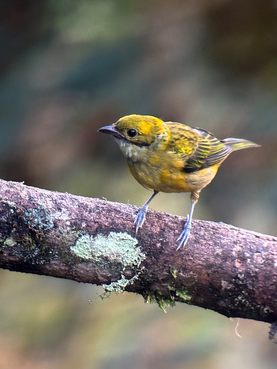 Silver-throated Tanager - ML638679218