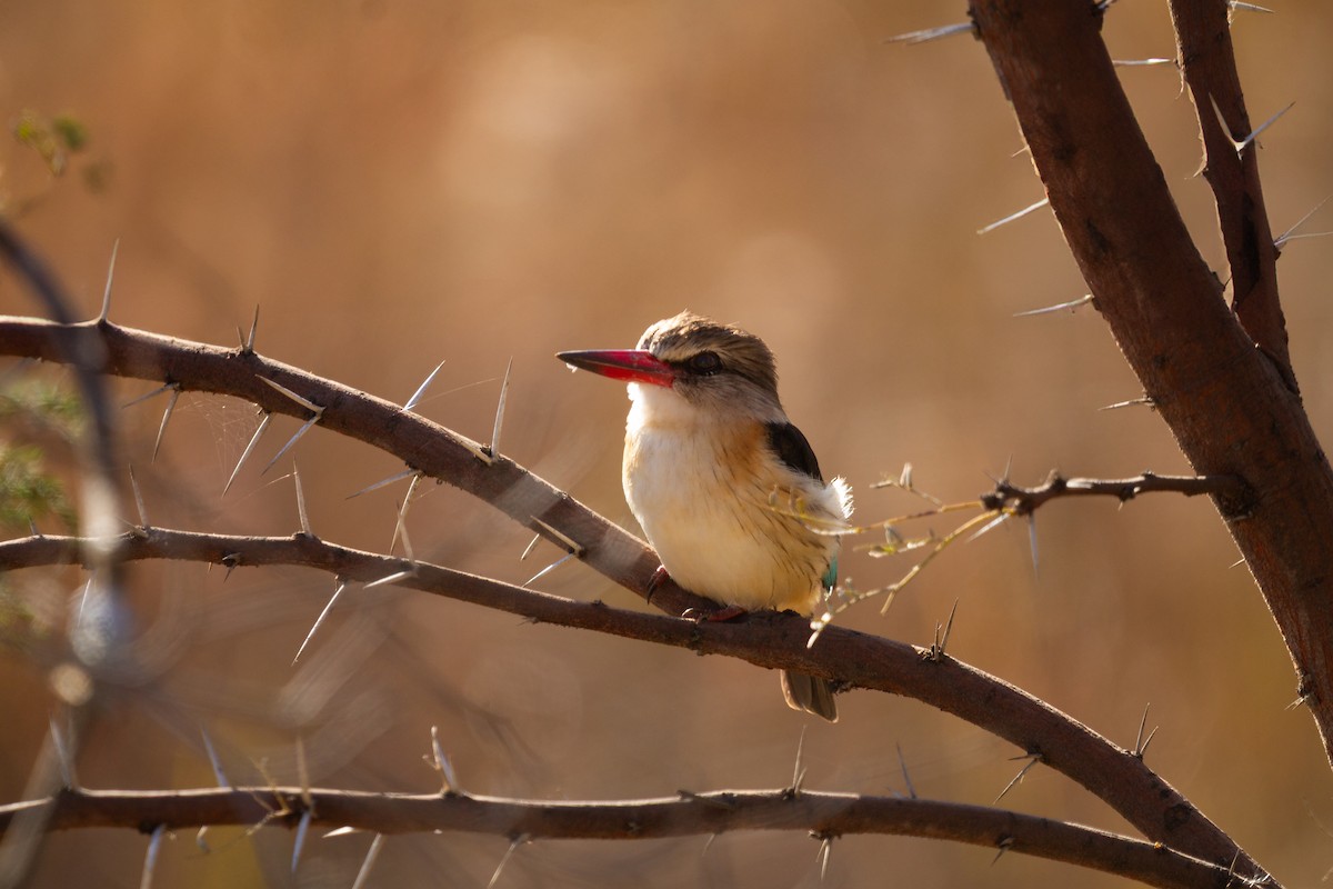 Brown-hooded Kingfisher - ML638679266