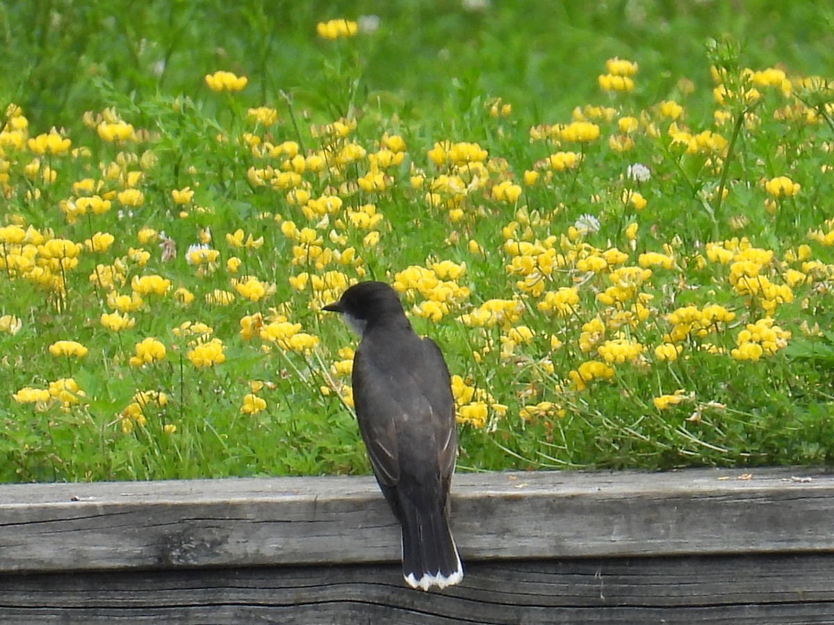 Eastern Kingbird - ML638679269
