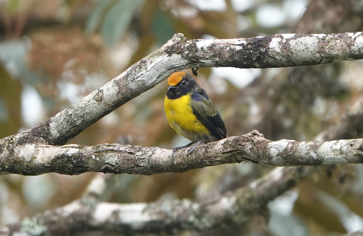 Tawny-capped Euphonia - ML638679303