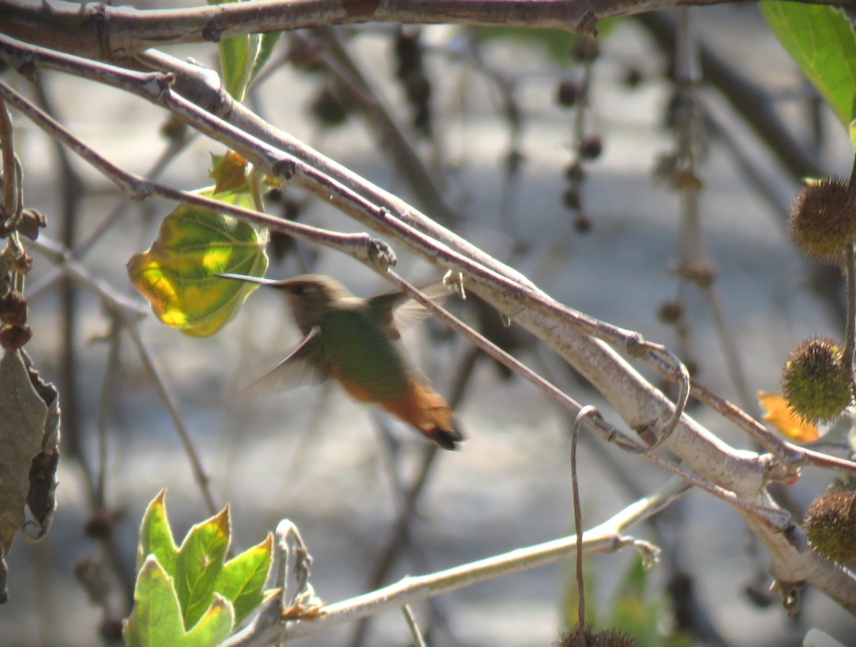 chaparralkolibri - ML638679309