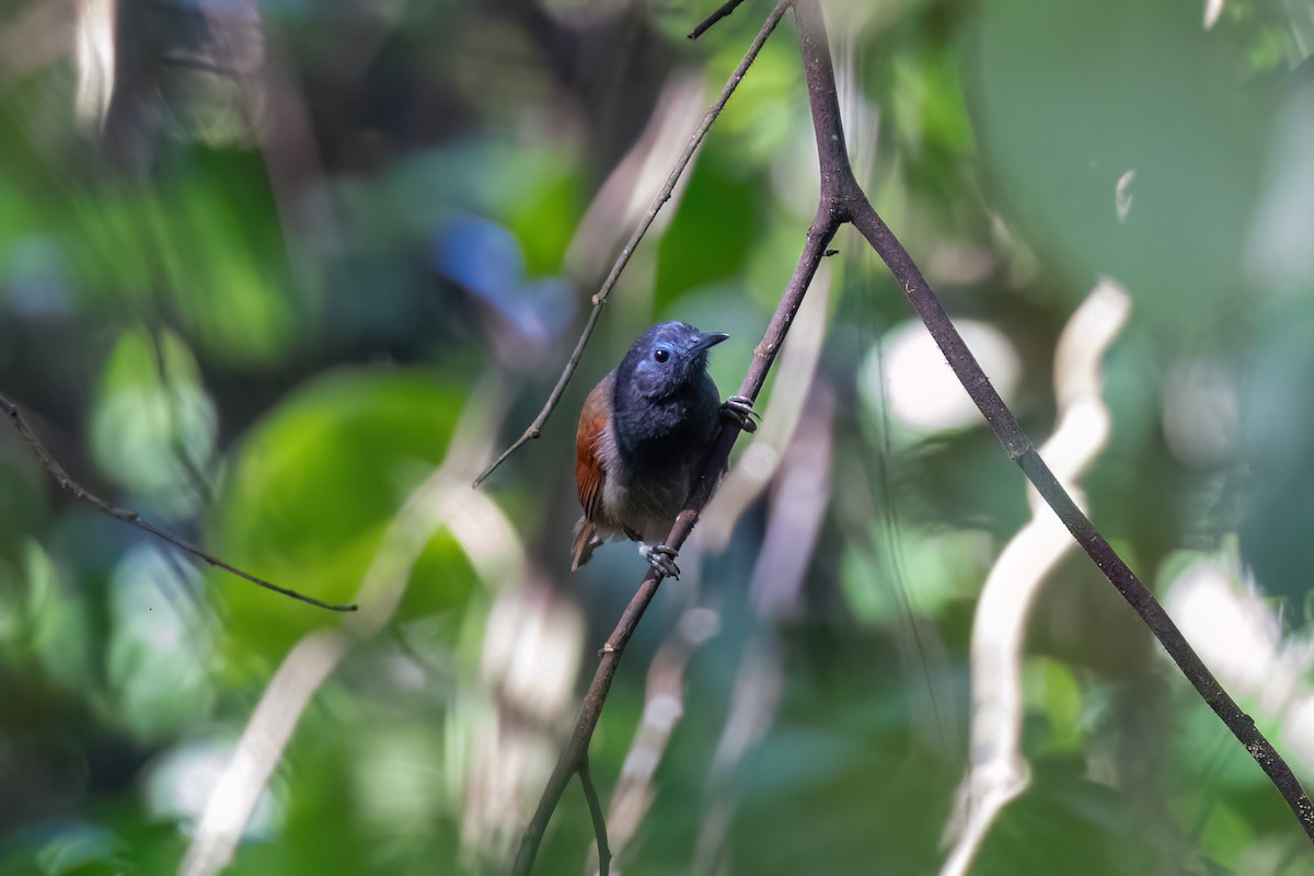 Gray-hooded Babbler - ML638679339