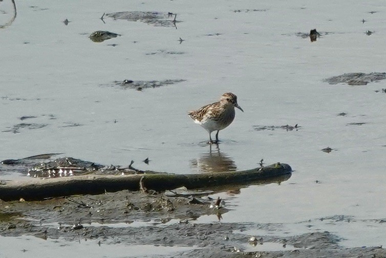 Wiesenstrandläufer - ML638679370