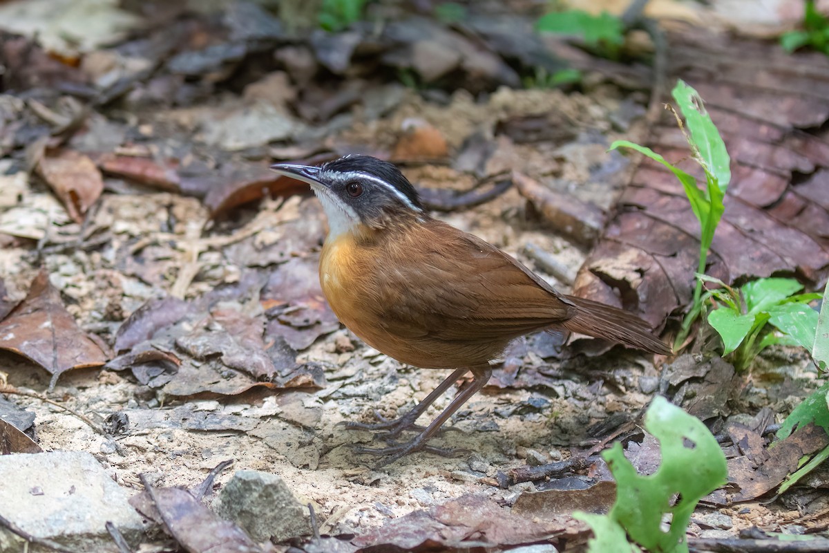 Bornean Black-capped Babbler - ML638679380