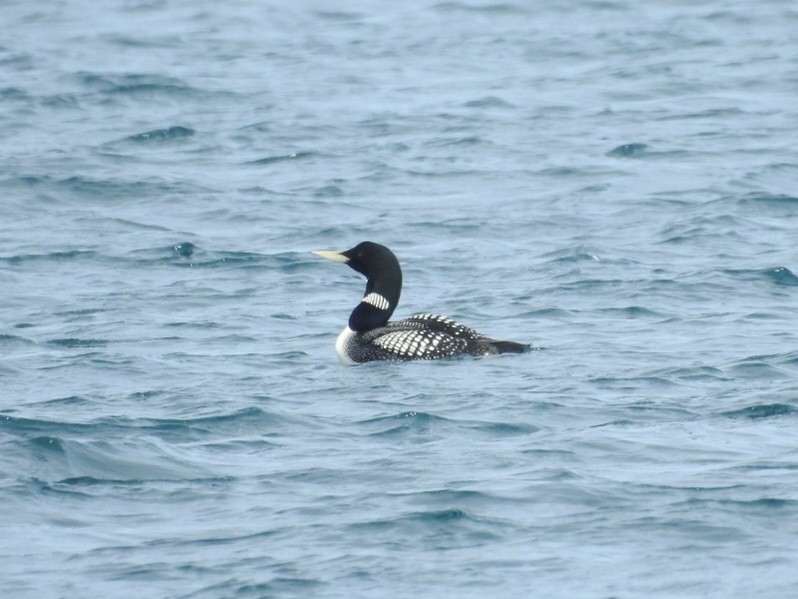 Aliota mokohoria - ML638679393