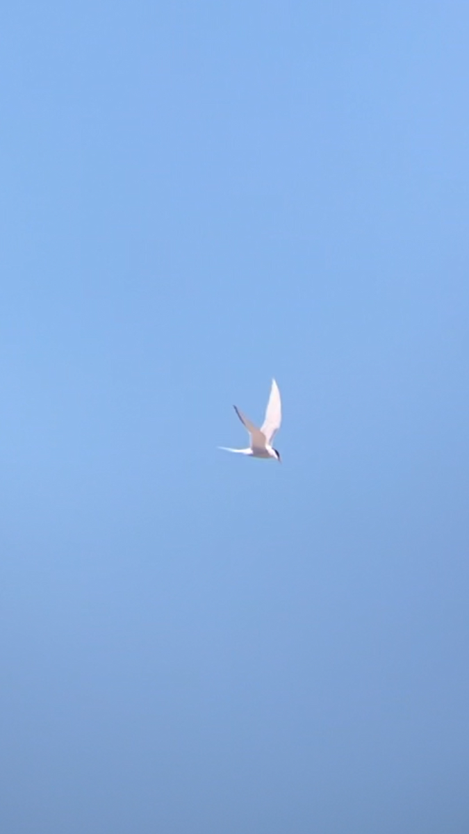 Arctic Tern - ML638679404