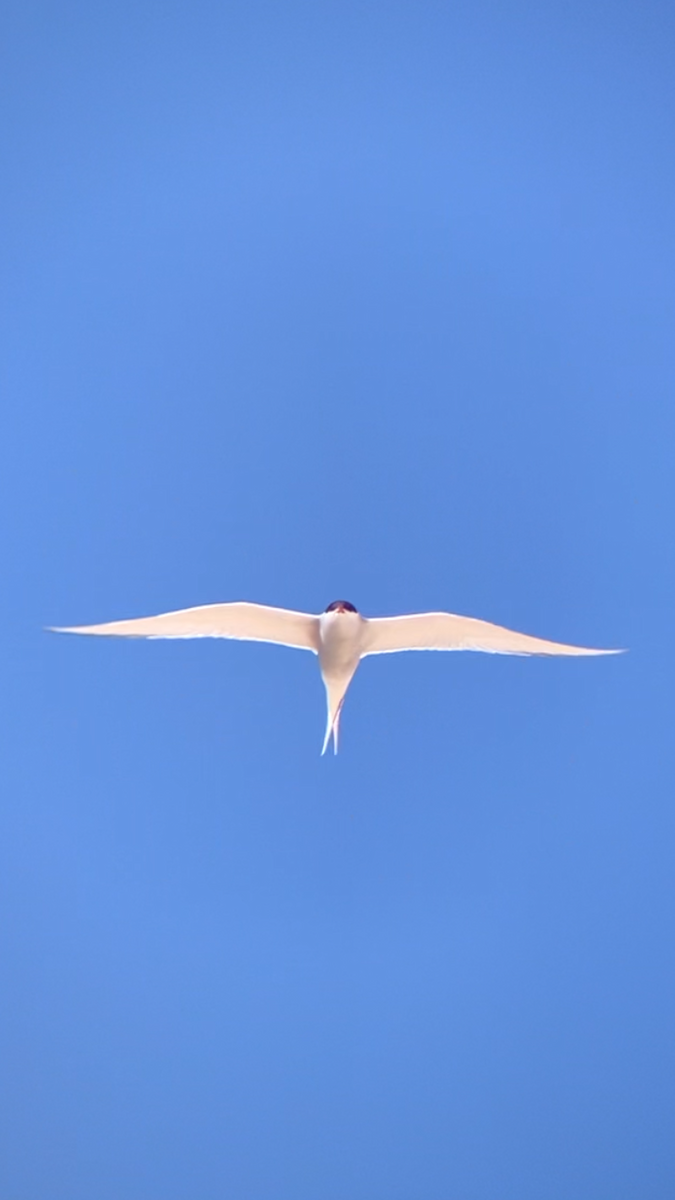 Arctic Tern - ML638679405