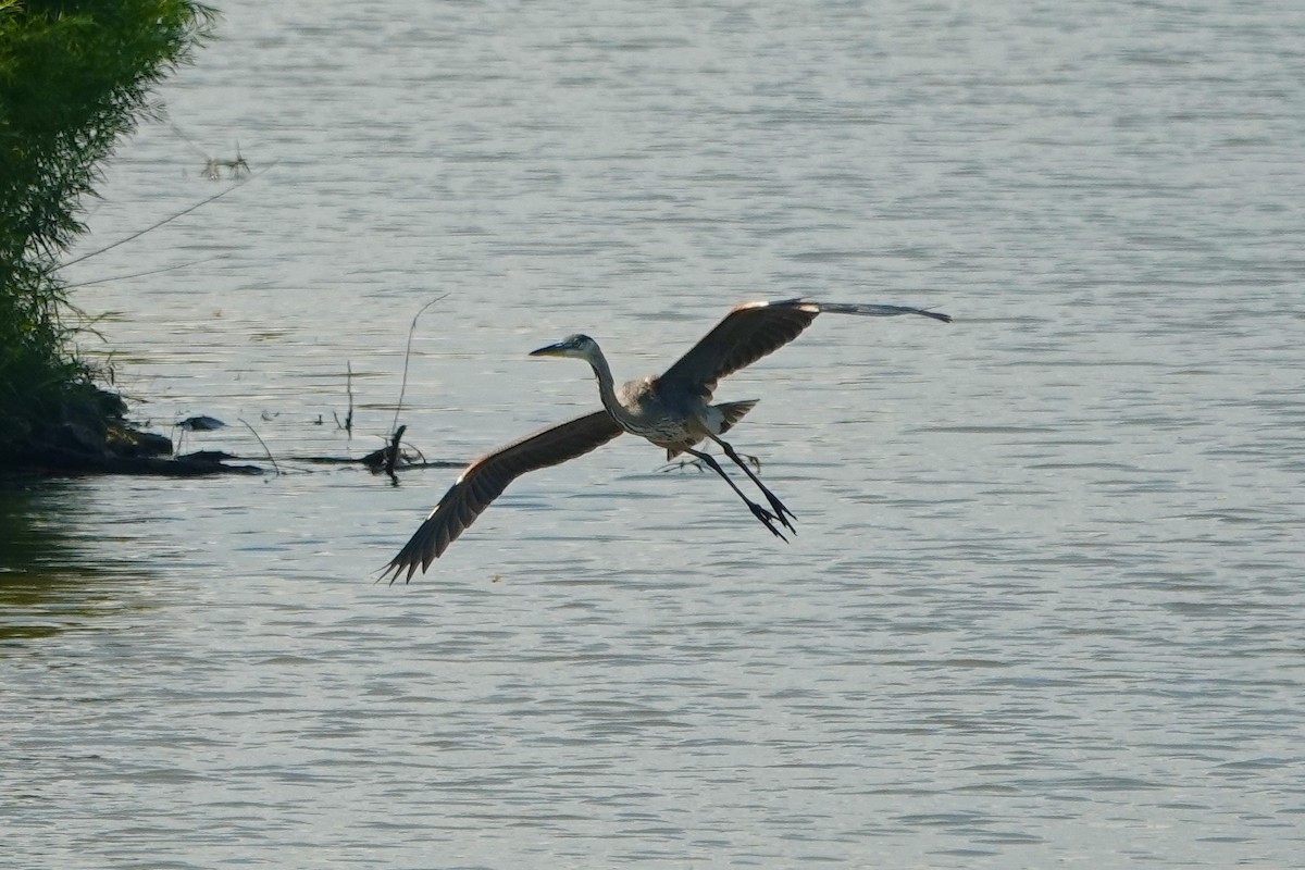 Great Blue Heron - ML638679424
