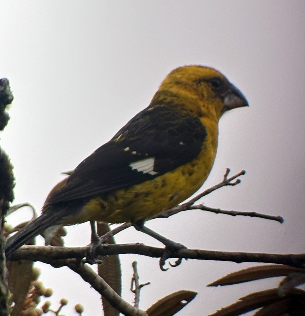 Black-thighed Grosbeak - ML638679503
